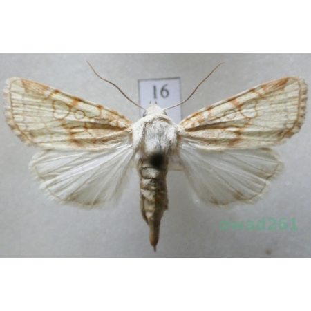 Dicycla oo (Linnaeus, 1758) Slovakia16